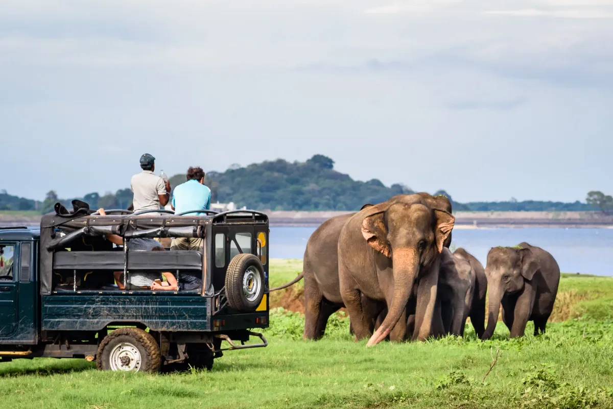 Elephants in Udawalawe National Park